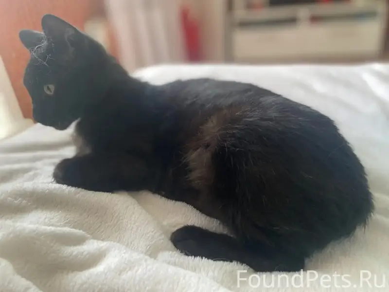 Найдена кошка Афина