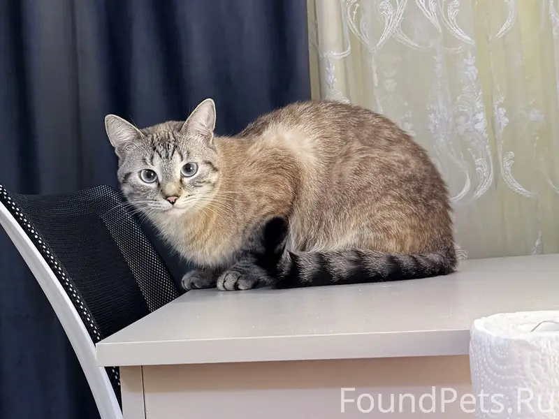 Пропал кот, любимый член семьи. 
