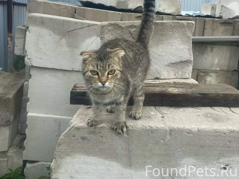 Найдена кошка, Кетово