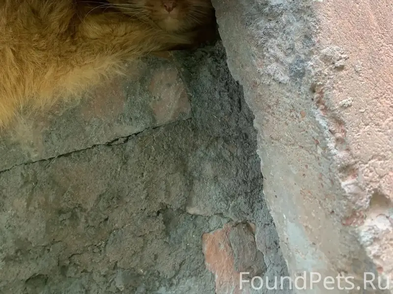 Найден рыжий кот, улица Харьковская