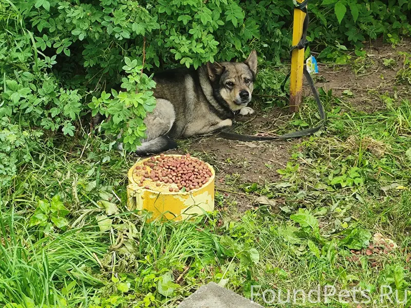 Пропала собака, у пятерочки