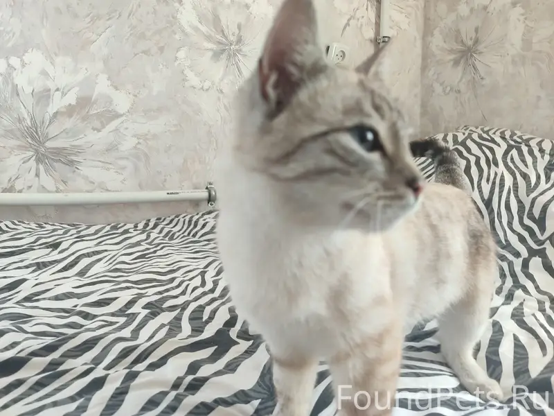 Найдена кошка, Ленина 80