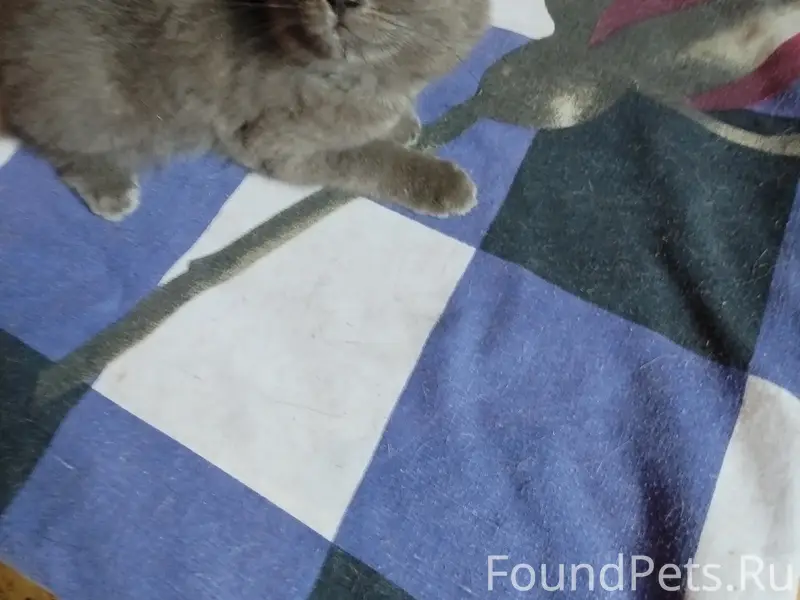 Найдена кошка, место не указано