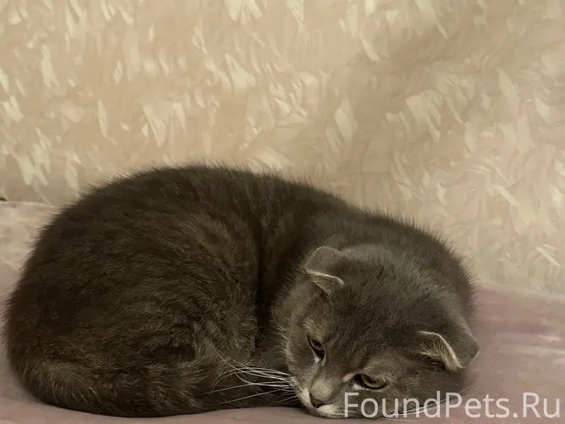 Пропала вислоухая кошка Масяня, станица Ессентукская