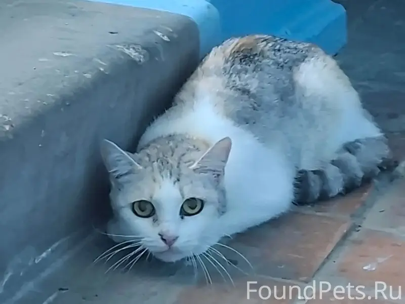Пропала кошка Маруся, Саратовское шоссе 69/7