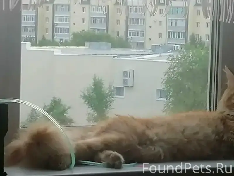 Пропал кот, пропал 8-17