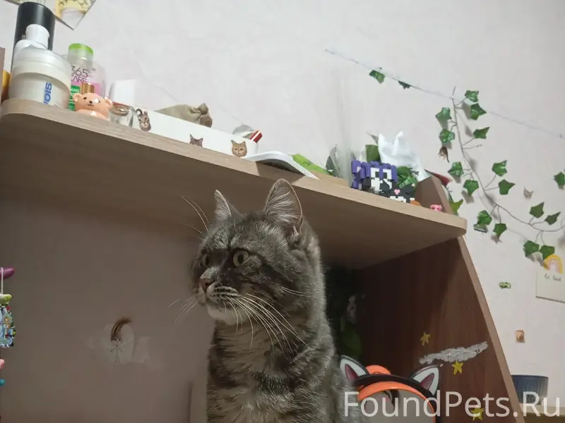 Пропала кошка, в районе магазина Светофор