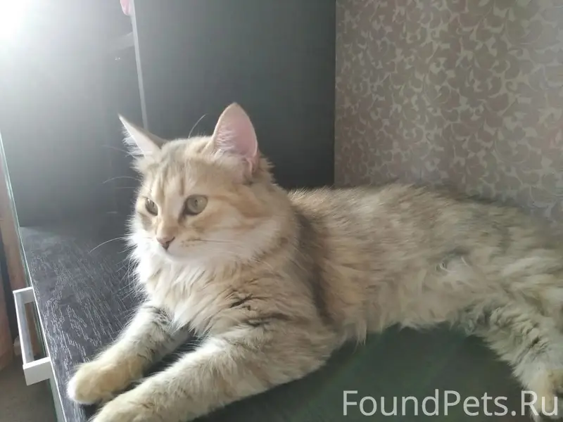 Пропала кошка Муся, ул. Вихрева 76