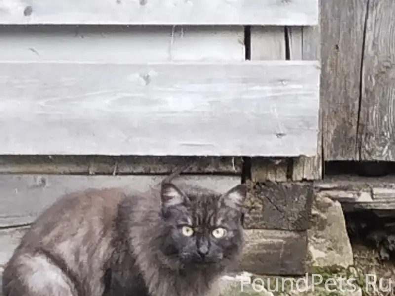Найдена кошка, район црб