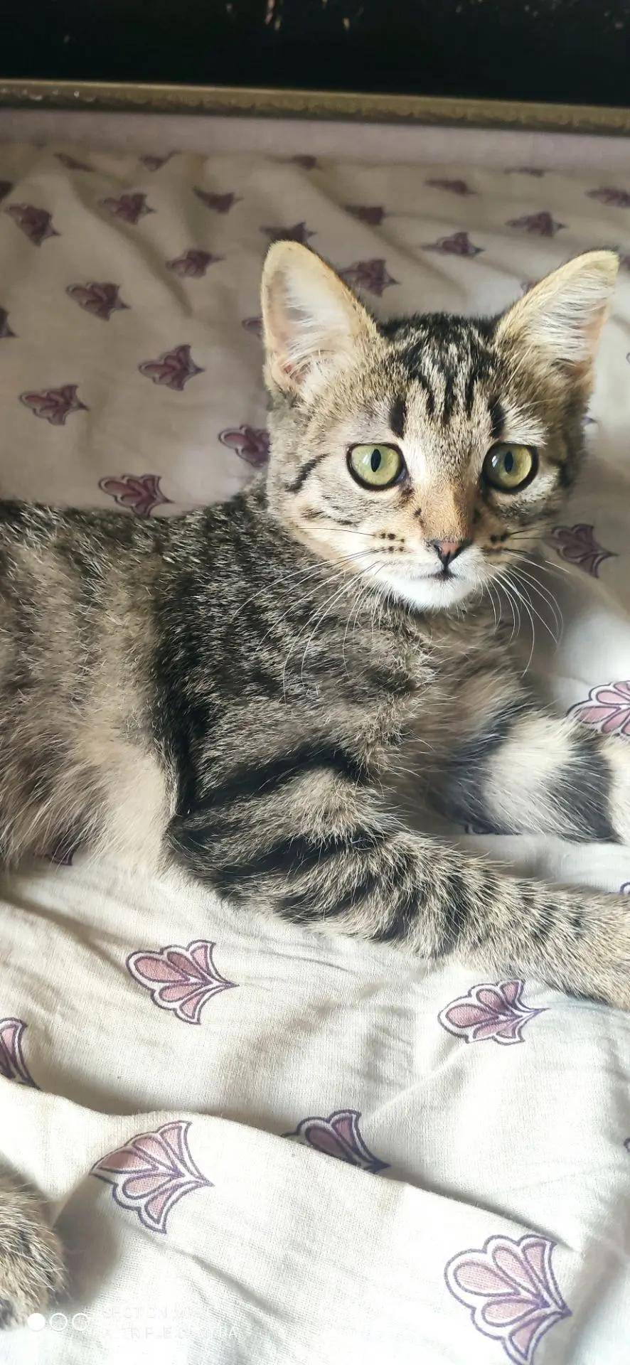 Пропала не крупная кошка. Мурка
