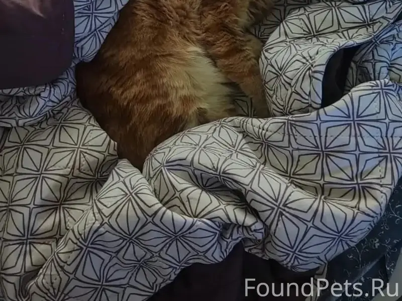 Пропал рыжий кот Лис, 3 линия