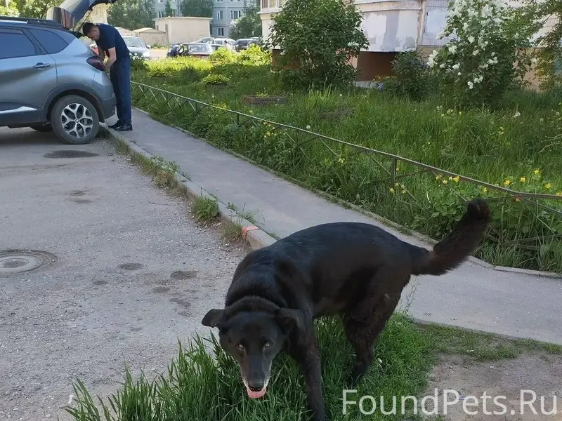 Пропал крупный пёс чёрного окраса, есть особые приметы