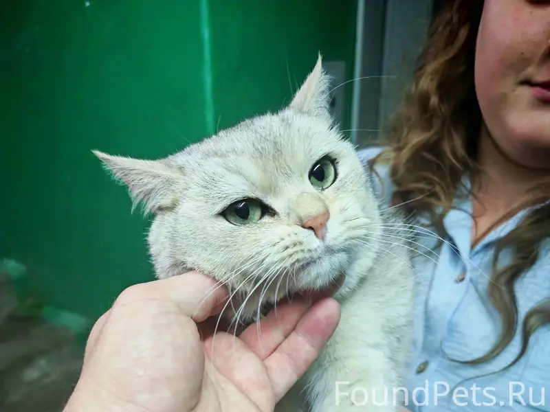 Найден кот, Советская