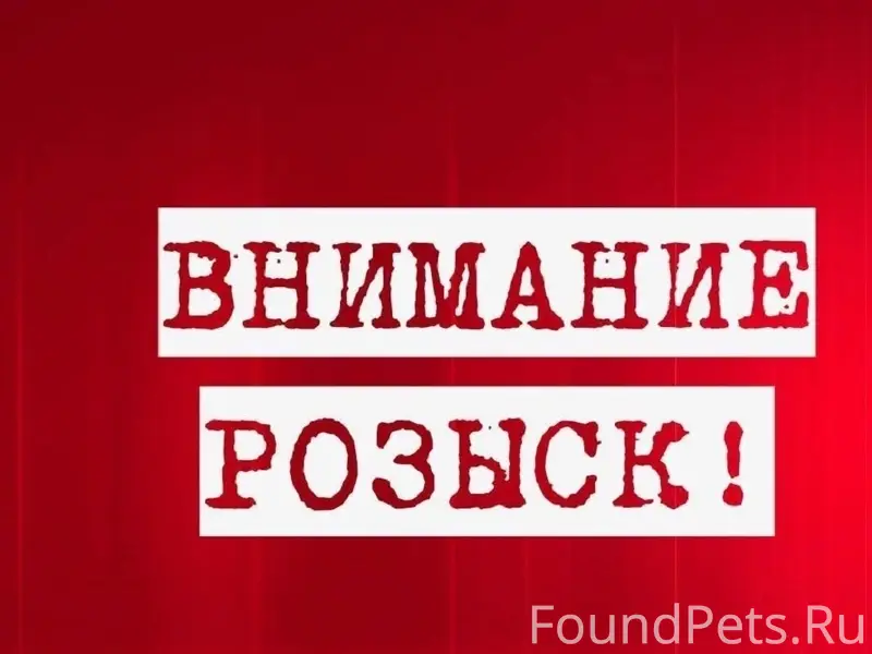 Пропала кошка Маруся, Авиастроительный район