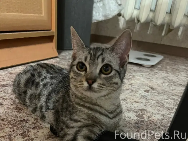 Найден котёнок, район Черемушек
