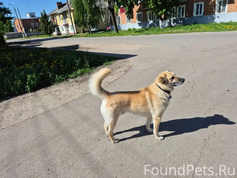 Пропал Василёк, собака
