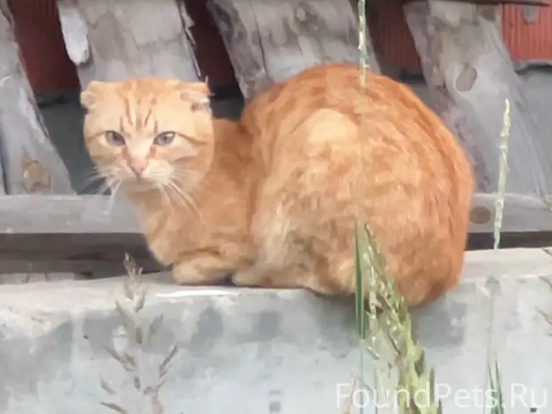 Найден вислоухий кот, Дракино Вилладж