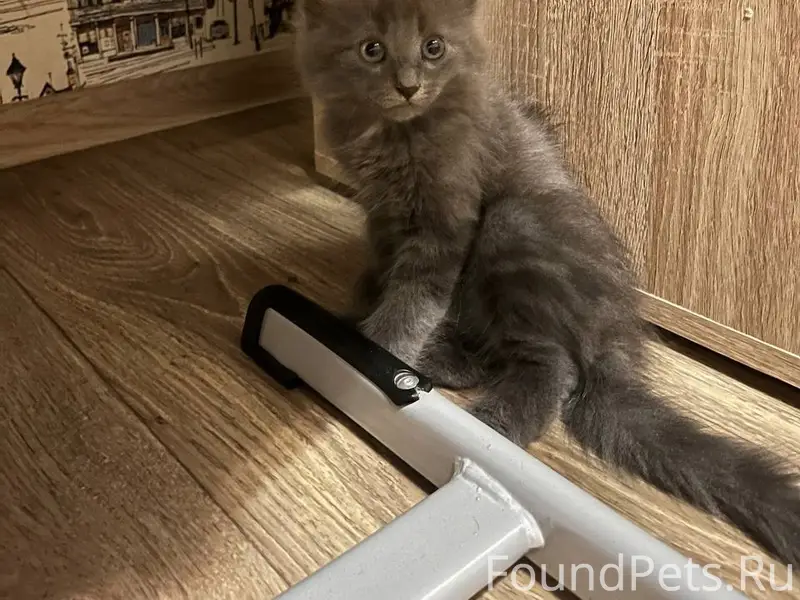 Найден котёнок, улица Пирогова