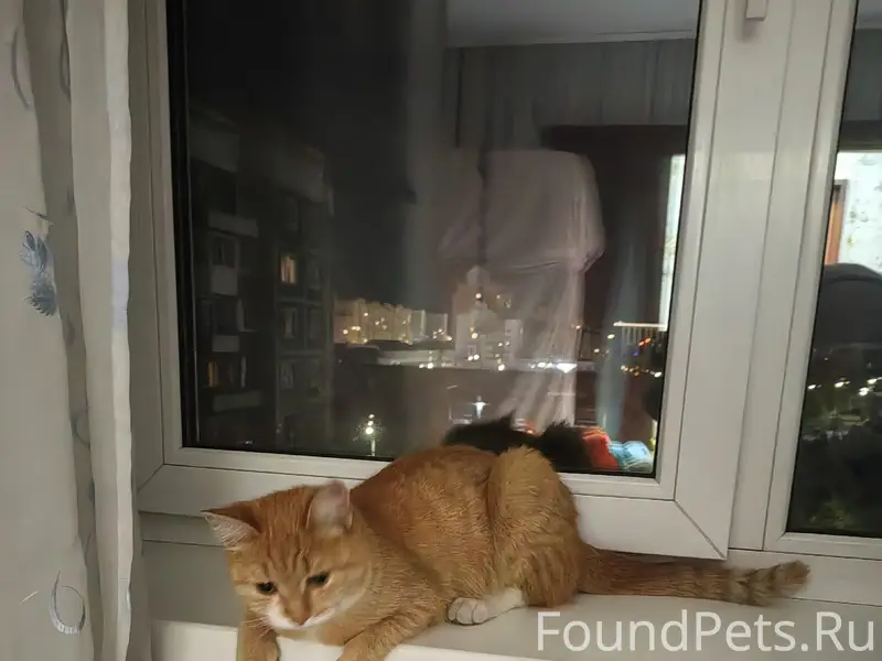Найдена кошка, Белана 19
