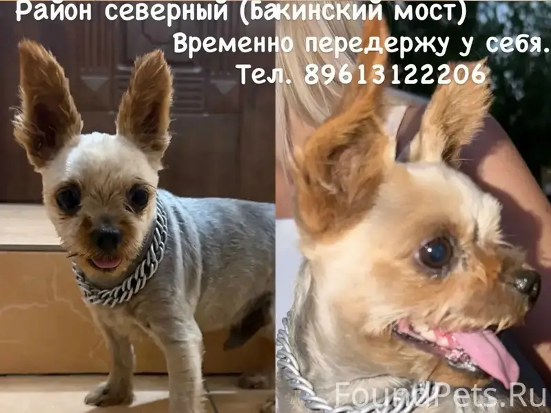 Найден кобель, похож на Йоркширского терьера, Северный