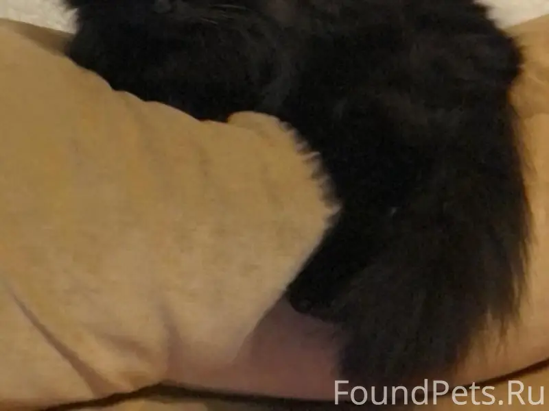 Пропал чёрный котик, Дьяконовская