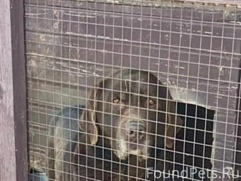Пропал лабрадор Сэм, Чикура