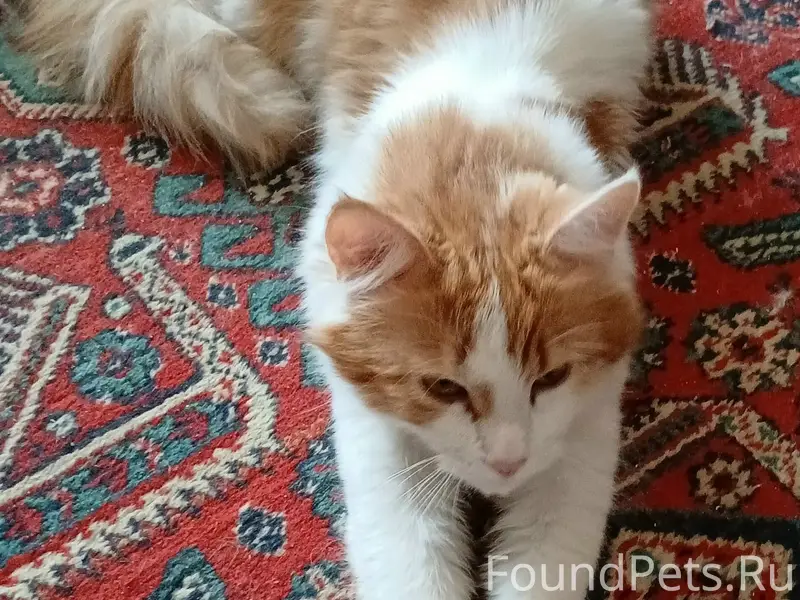 Найден кот Маркиз, Белгород