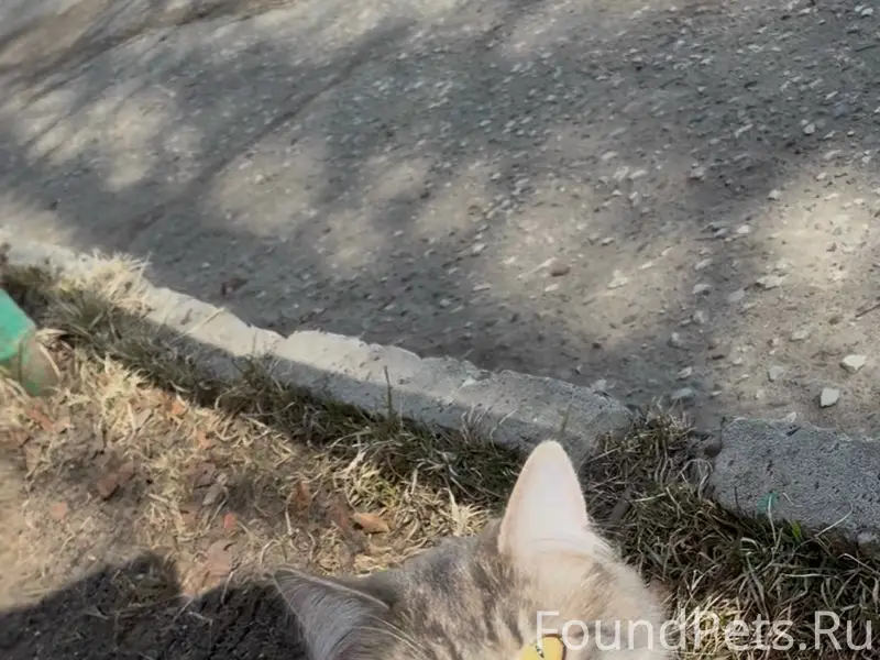 Пропал кот Кекс