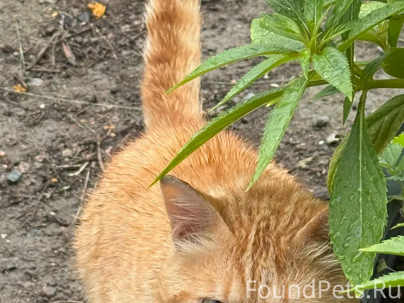Найден кот, ул. С. Лазо, за а/д Южная