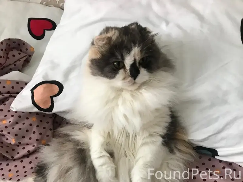 Пропала вислоухая кошка Маня, улица Низовая