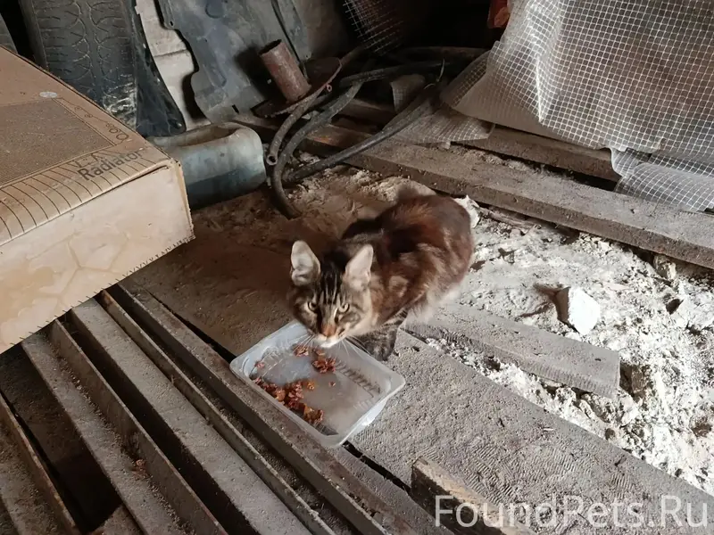 Найден крупный кот, похож на мейн-куна