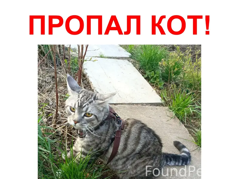 Пропал кот Мурзик, снт «Энергетик»