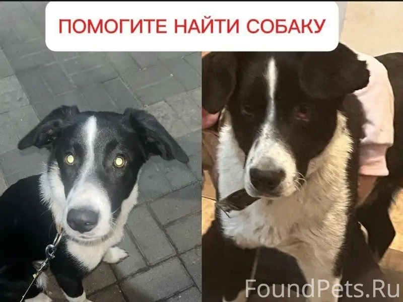 Пропала собака, Краснодар