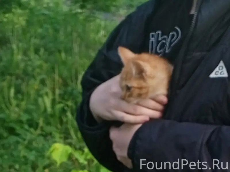 Найден котёнок, интернатовский посёлок