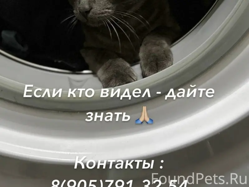Пропал кот Симба, дом 16, 2 подъезд