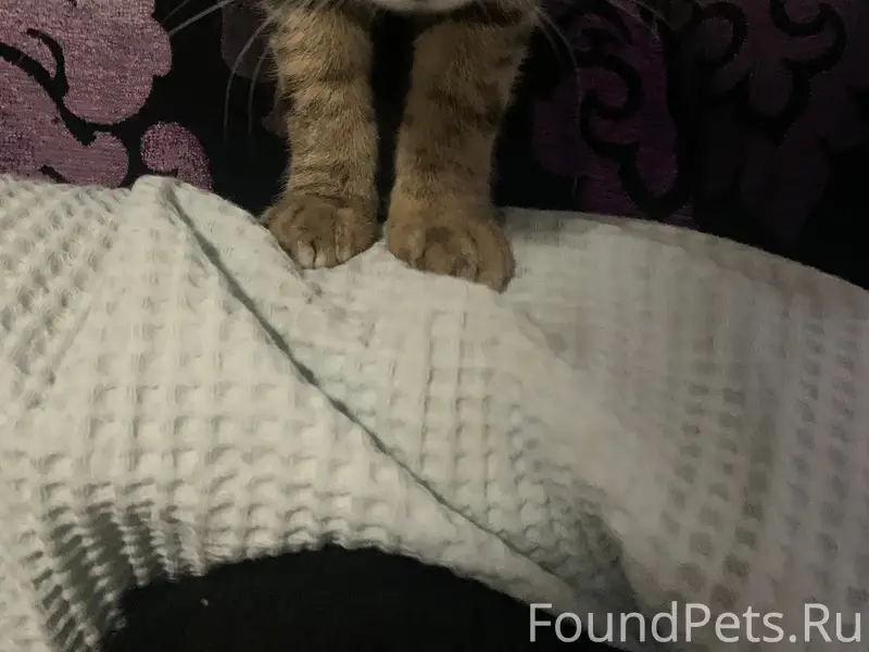 Пропала кошка Симба, Тюмень
