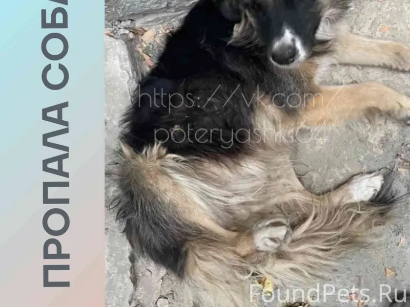 Пропала собака Буша, Заводской район Саратова