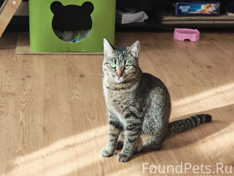 Пропала кошка 