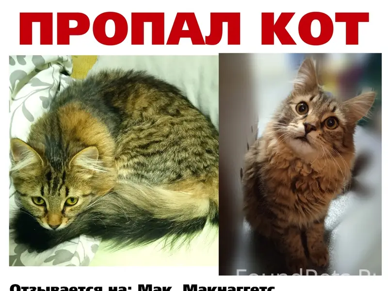 Пропал кот Макнаггетс, район турецких домиков