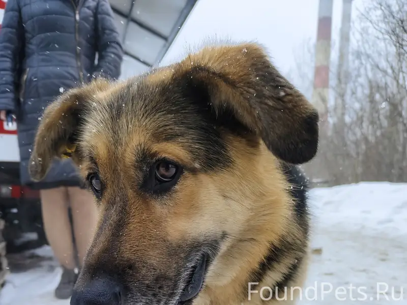 Пропал пёс, Рост