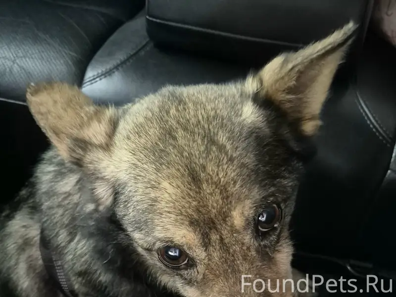 Найден молодой пёс, Северо-Восток