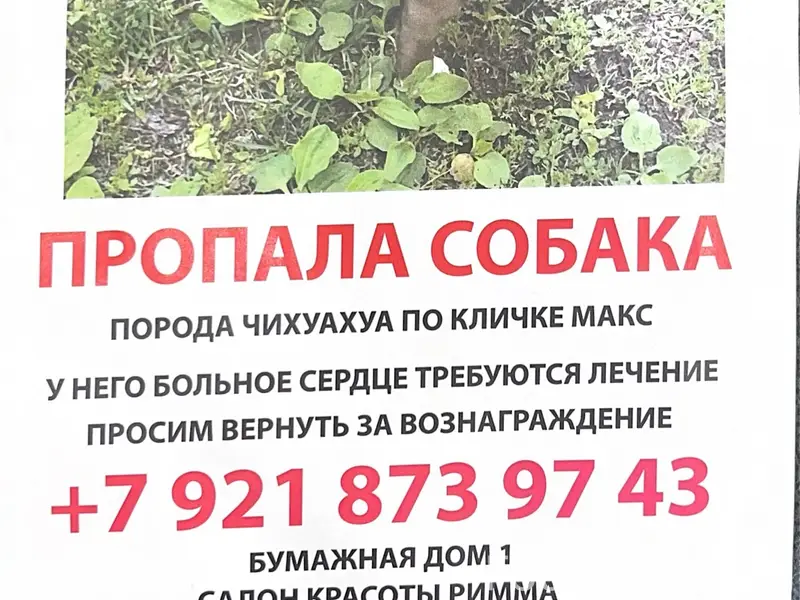 Пропал чихуахуа Макс, Бумажная дом 1