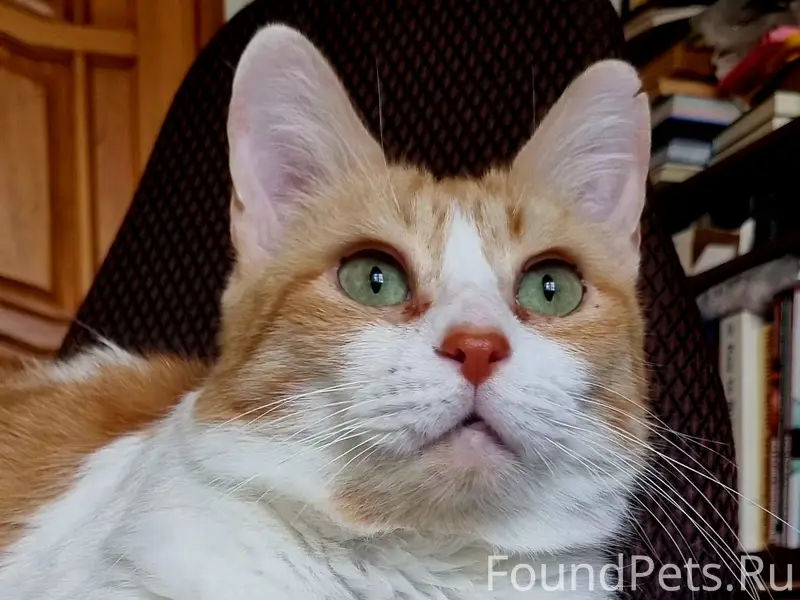 Найдена кошка Маруся