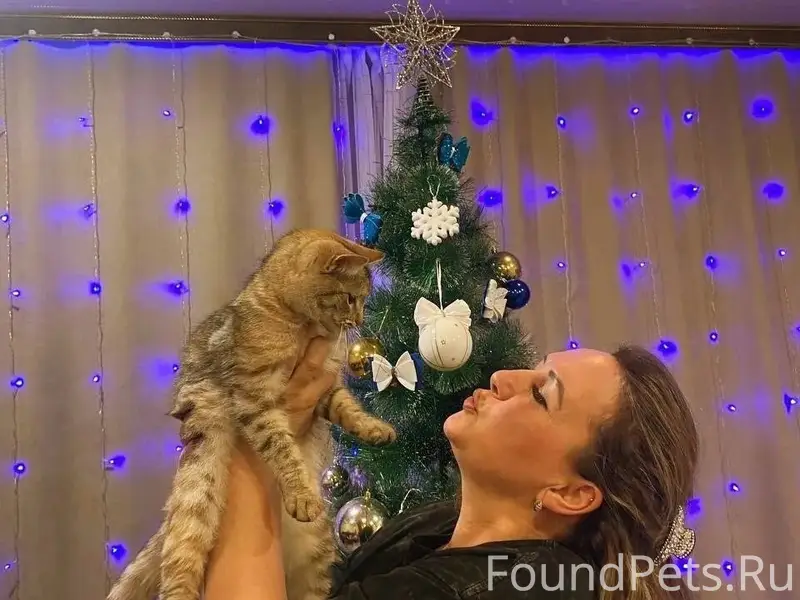Пропала кошка Даша, 8 Марта