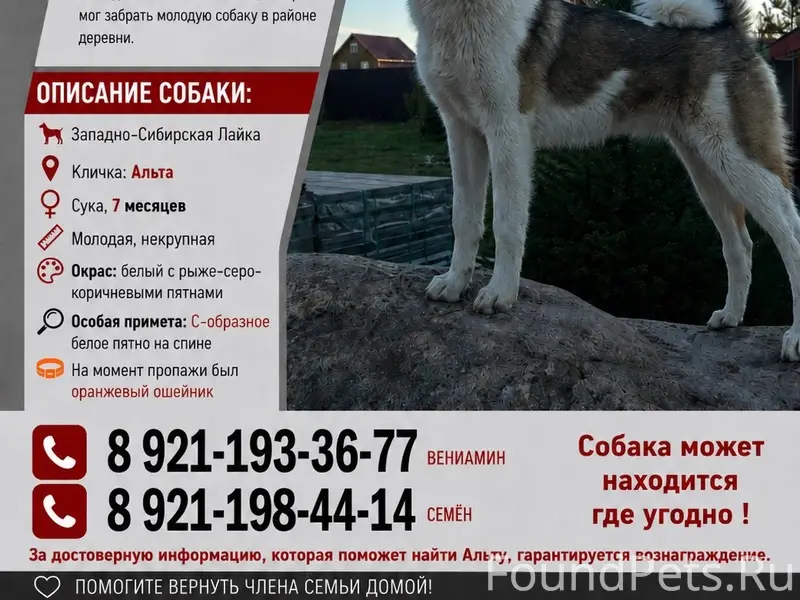 Пропала Западно-Сибирская Лайка Альта, деревня Хутынь