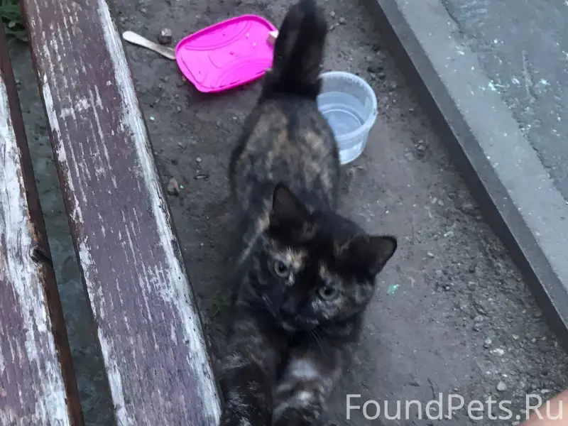 Найдена кошка, улица Чкалова