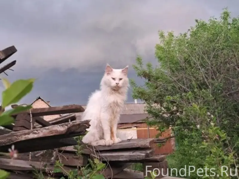 Пропал домашний кот Алекс, Южный, Пугачи