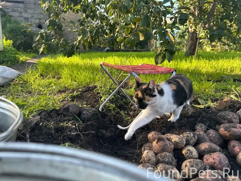 Пропала кошка Бруня