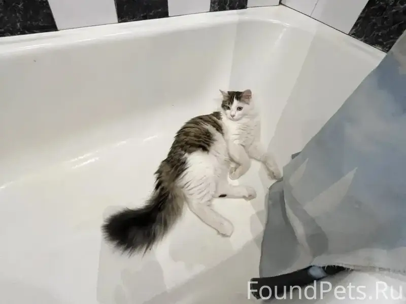 Найден котёнок, Антипино