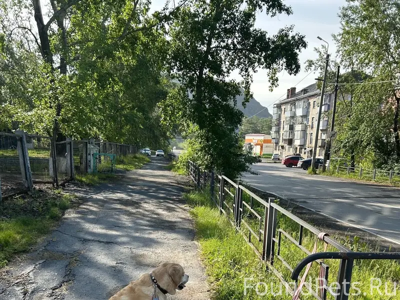 Найден пёс, [место: у 49 садика]